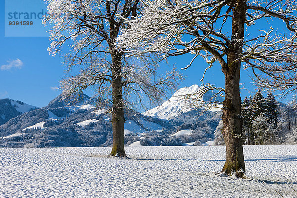 Europa Winter Baum Morgendämmerung Schweiz Morgenlicht