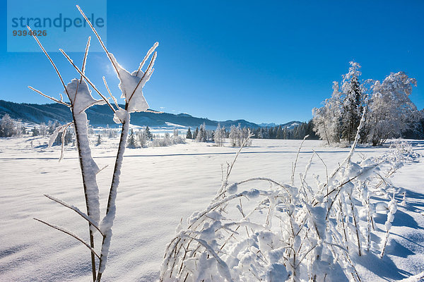 Europa Winter Landschaft Sumpf Moor Schweiz