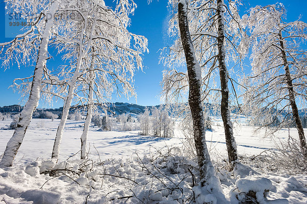 Europa Winter Baum Landschaft Birke Sumpf Moor Schweiz