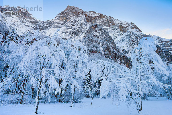 Europa Berg Winter Baum Kanton Glarus Schnee Schweiz