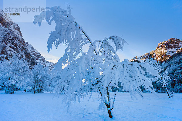 Europa Berg Winter Baum Abenddämmerung Kanton Glarus Schnee Schweiz