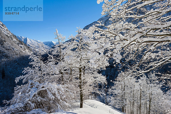 Europa Berg Baum Wald Holz Schnee Schweiz