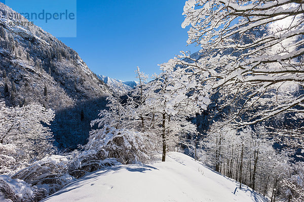 Europa Berg Baum Wald Holz Schnee Schweiz