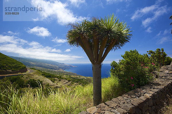 Außenaufnahme Landschaftlich schön landschaftlich reizvoll Europa Tag Baum Küste niemand Meer Natur Palme Kanaren Kanarische Inseln La Palma Spanien