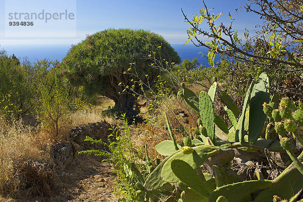 Außenaufnahme Landschaftlich schön landschaftlich reizvoll Europa Tag niemand Natur Kanaren Kanarische Inseln La Palma Spanien