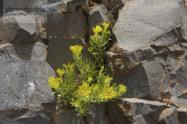 Felsbrocken Außenaufnahme Europa Felsen Tag Blume Botanik Steilküste niemand Pflanze Natur Kanaren Kanarische Inseln La Palma Spanien