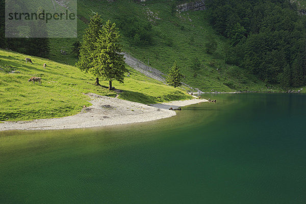 Wasser Berg Sonnenstrahl Spiegelung Sommer Baum grün See Alpen Sonnenlicht türkis Tanne Westalpen Spiegel Schweiz Schweizer Alpen