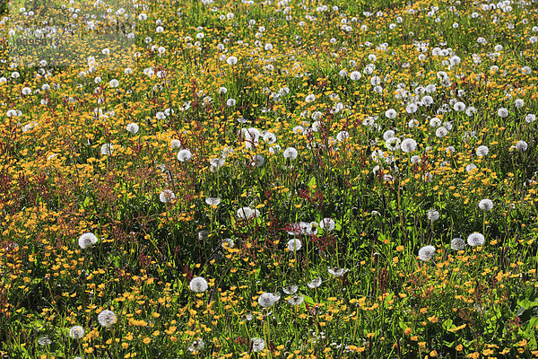 Blumenwiese Detail Details Ausschnitt Ausschnitte Blume Botanik Pflanze Wiese Wiederholung Sonnenlicht Gegenlicht verwelken Löwenzahn Hahnenfuss Samen Schweiz