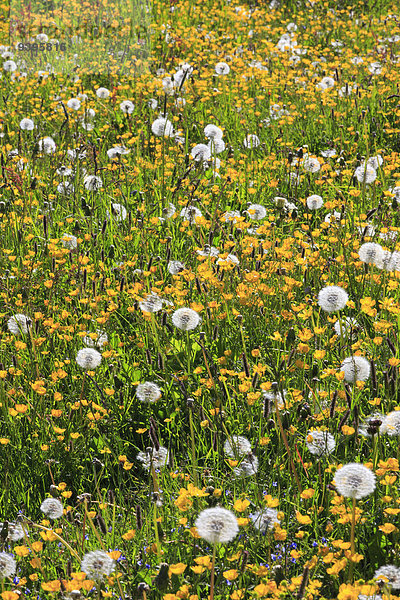 Blumenwiese Detail Details Ausschnitt Ausschnitte Blume Botanik Pflanze Wiese Wiederholung Sonnenlicht Gegenlicht verwelken Löwenzahn Hahnenfuss Samen Schweiz