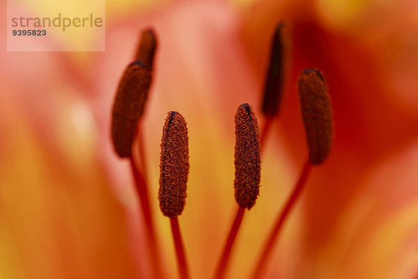 Makroaufnahme Detail Details Ausschnitt Ausschnitte Berg Blume Botanik Blüte Close-up Alpen rot Lilie Stempel - Botanik Schweiz