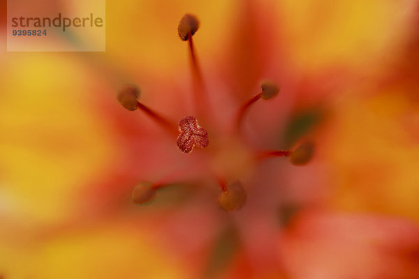 Makroaufnahme Detail Details Ausschnitt Ausschnitte Berg Blume Botanik Blüte Close-up Alpen rot Lilie Stempel - Botanik Schweiz