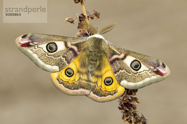 Tier Insekt Männliches Tier Männliche Tiere männlich Motte Kleines Nachtpfauenauge Saturnia pavonia Pfauenspinner Schweiz