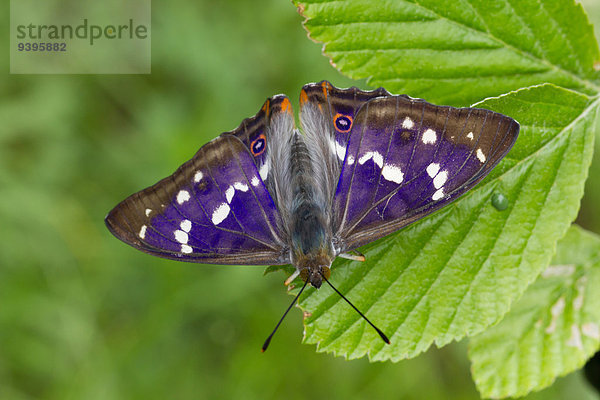 blau Schmetterling Insekt Schweiz