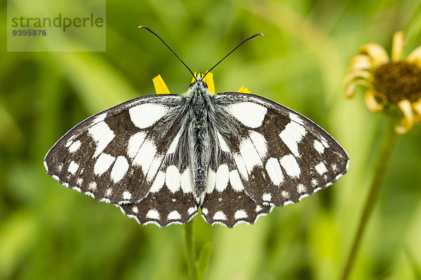 Edelfalter Nymphalidae Schachbrettfalter Melanargia galathea Tier Schmetterling Insekt Schweiz