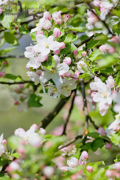 Blume Baum Blüte Close-up Apfel Frühling