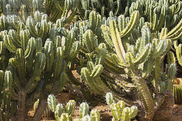 Feigenkaktus Außenaufnahme Botanik niemand Pflanze Natur Kaktus Mallorca