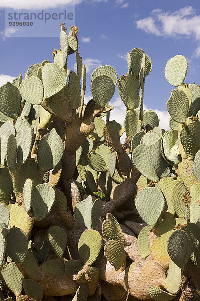 Feigenkaktus Außenaufnahme Botanik niemand Pflanze Natur Kaktus Mallorca