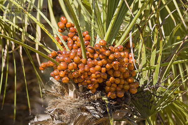 Palmenblatt Lebensmittel Frucht niemand Natur Pflanze Palme Botanik Phoenix spanisch