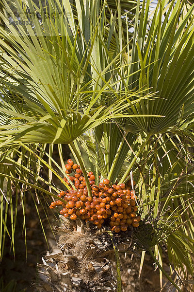 Palmenblatt Europa Lebensmittel Frucht niemand Natur Pflanze Palme Botanik Mallorca Phoenix Spanien