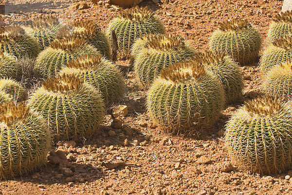 Mittelgroße Menschengruppe Mittelgroße Menschengruppen Außenaufnahme Gegenstand Botanik niemand Pflanze Natur Kaktus