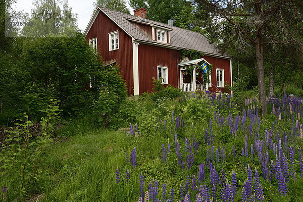 Europa Wohnhaus Garten Norwegen Lupine typisch Värmlands län
