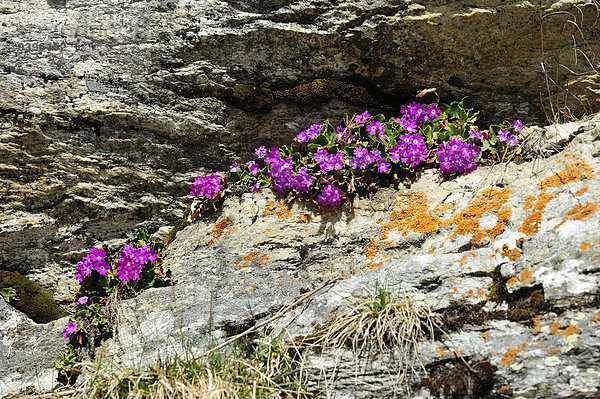 Europa Blume Pflanze blühen Primel Schweiz Wildblume