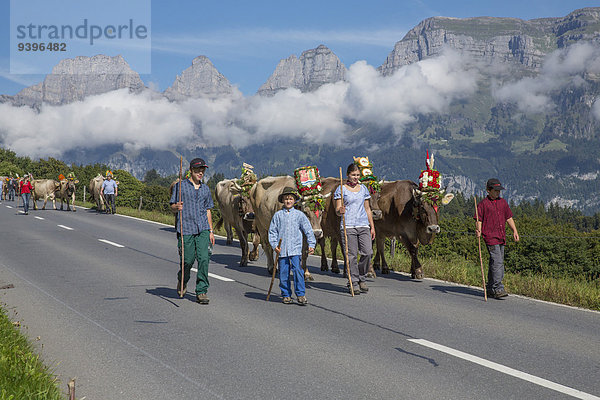 Hausrind Hausrinder Kuh Europa Berg Fest festlich Tradition Landwirtschaft Alpen Herbst Folklore Schweiz