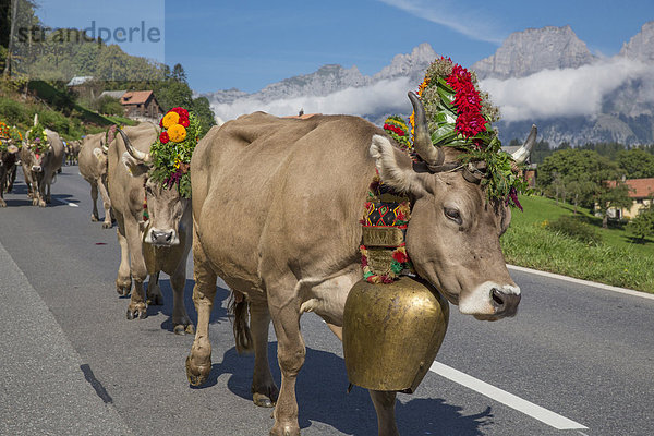 Hausrind Hausrinder Kuh Europa Berg Fest festlich Tradition Landwirtschaft Alpen Herbst Folklore Schweiz