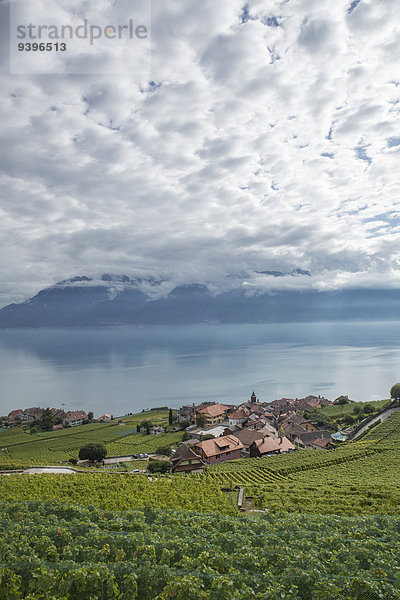 Europa Wein Landwirtschaft See Genfer See Genfersee Lac Leman Schweiz Weinberg