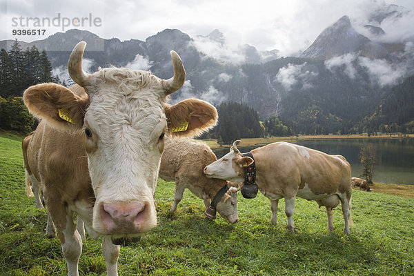 Hausrind Hausrinder Kuh Europa Tier Landwirtschaft Berner Oberland Kanton Bern Bergsee Schweiz