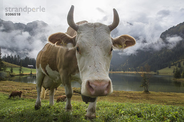 Hausrind Hausrinder Kuh Europa Tier Landwirtschaft Berner Oberland Kanton Bern Bergsee Schweiz