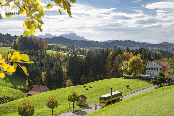 Europa Berg Wald Holz Herbst sehen Schweiz