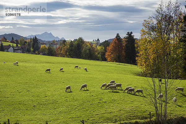 Europa Berg Tier Landwirtschaft Schaf Ovis aries Wald Holz Herbst Schweiz