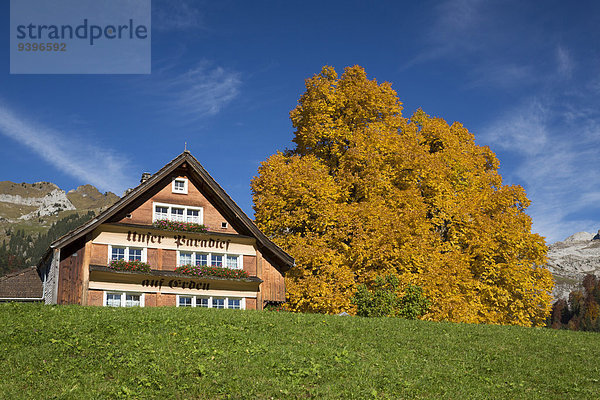 Europa Berg Baum Herbst Schweiz