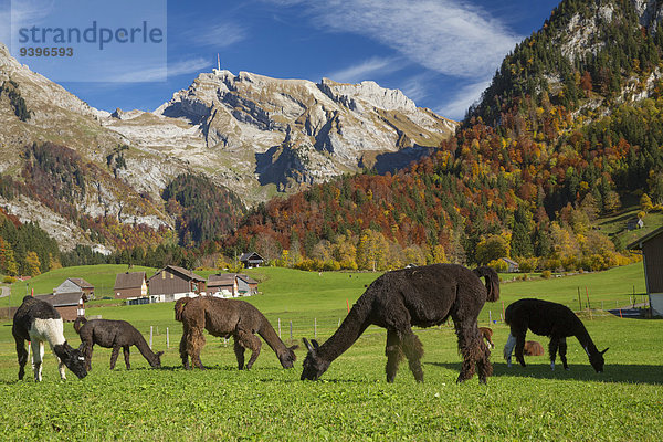 Lama Lama buanicoe glama Europa Berg Tier Landwirtschaft Herbst Schweiz