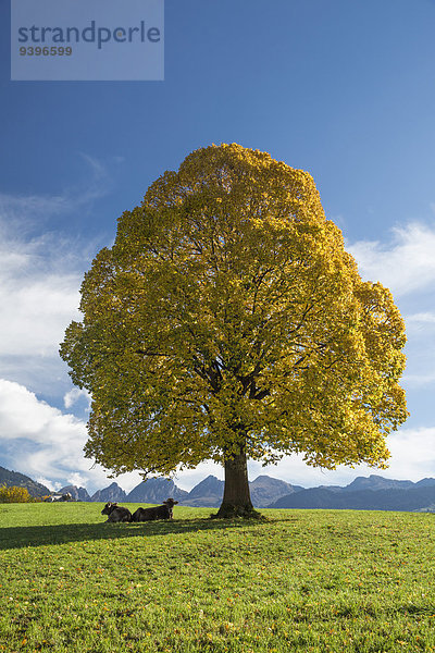 Hausrind Hausrinder Kuh Europa Berg Baum Landwirtschaft Herbst Schweiz