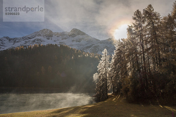 Europa Baum Wald See Nebel Holz Herbst Kanton Graubünden Engadin Schweiz Unterengadin Nebelmeer