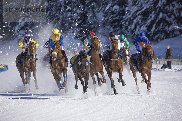 Freizeit Wintersport Europa Winter Sport Abenteuer Kanton Graubünden Engadin Pferderennen Schweiz