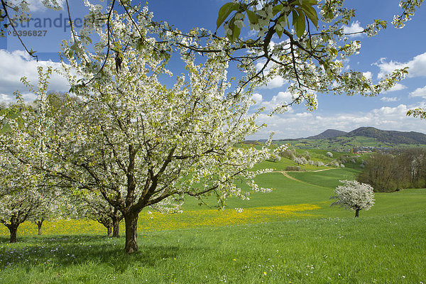 Kirschbaum Kirsche Landschaftlich schön landschaftlich reizvoll Europa Baum Landschaft Landwirtschaft Kanton Aargau Schweiz