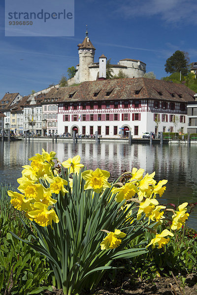 Europa Blume Palast Schloß Schlösser Stadt Großstadt Schaffhausen Schweiz