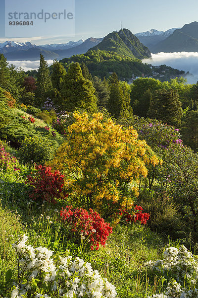 Europa Blume Natur Rhododendron Schweiz Luganersee Südschweiz