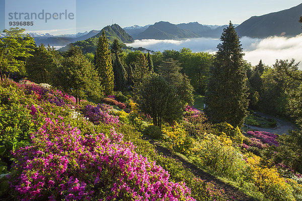 Europa Blume Natur Rhododendron Schweiz Luganersee Südschweiz