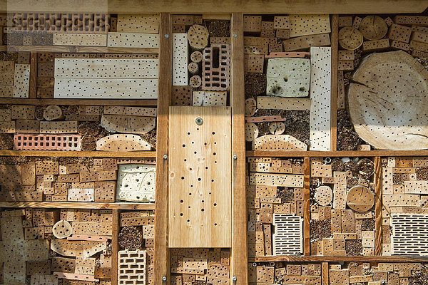 Europa Tier Biene Bienenstock Rheintal Schweiz