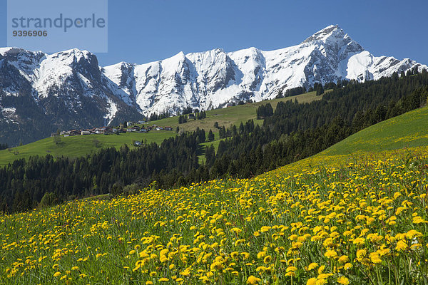 Blumenwiese Europa Berg Blume Kanton Graubünden Schweiz