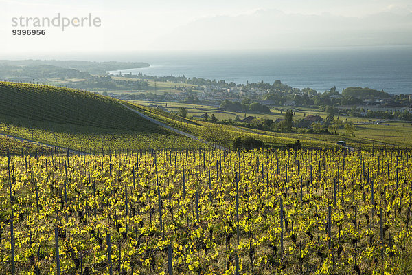 Europa Wein Landwirtschaft Genfer See Genfersee Lac Leman Schweiz Weinberg