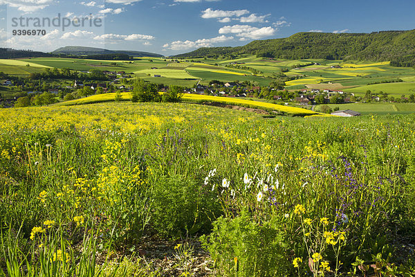 Landschaftlich schön landschaftlich reizvoll Europa Blume Landschaft Landwirtschaft Wiese Schaffhausen Schweiz