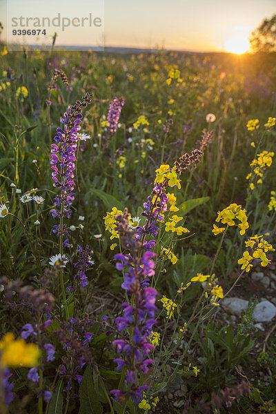 Landschaftlich schön landschaftlich reizvoll Europa Blume Landschaft Landwirtschaft Wiese Schaffhausen Schweiz