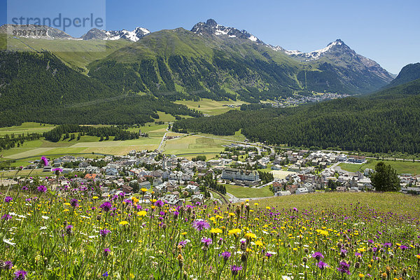 Europa Blume Sommer Dorf Kanton Graubünden Engadin Schweiz