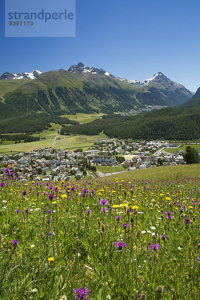 Europa Blume Sommer Dorf Kanton Graubünden Engadin Schweiz