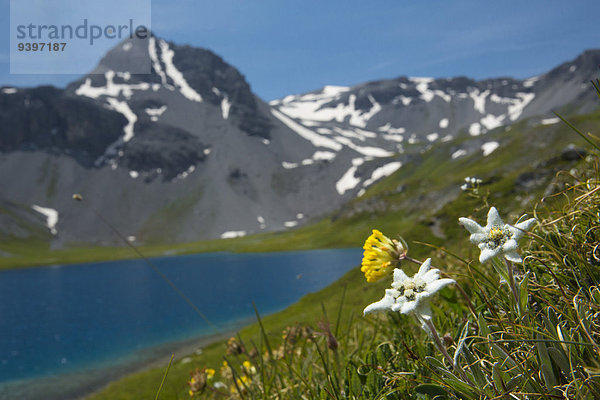 Edelweiß Leontopodium nivale Europa Berg Blume blau Kanton Graubünden Bergsee Schweiz Unterengadin